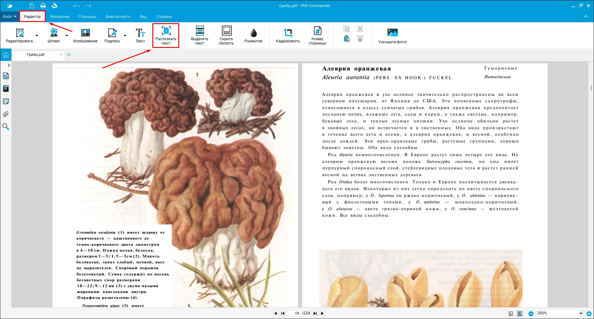 как редактировать текст в PDF документе