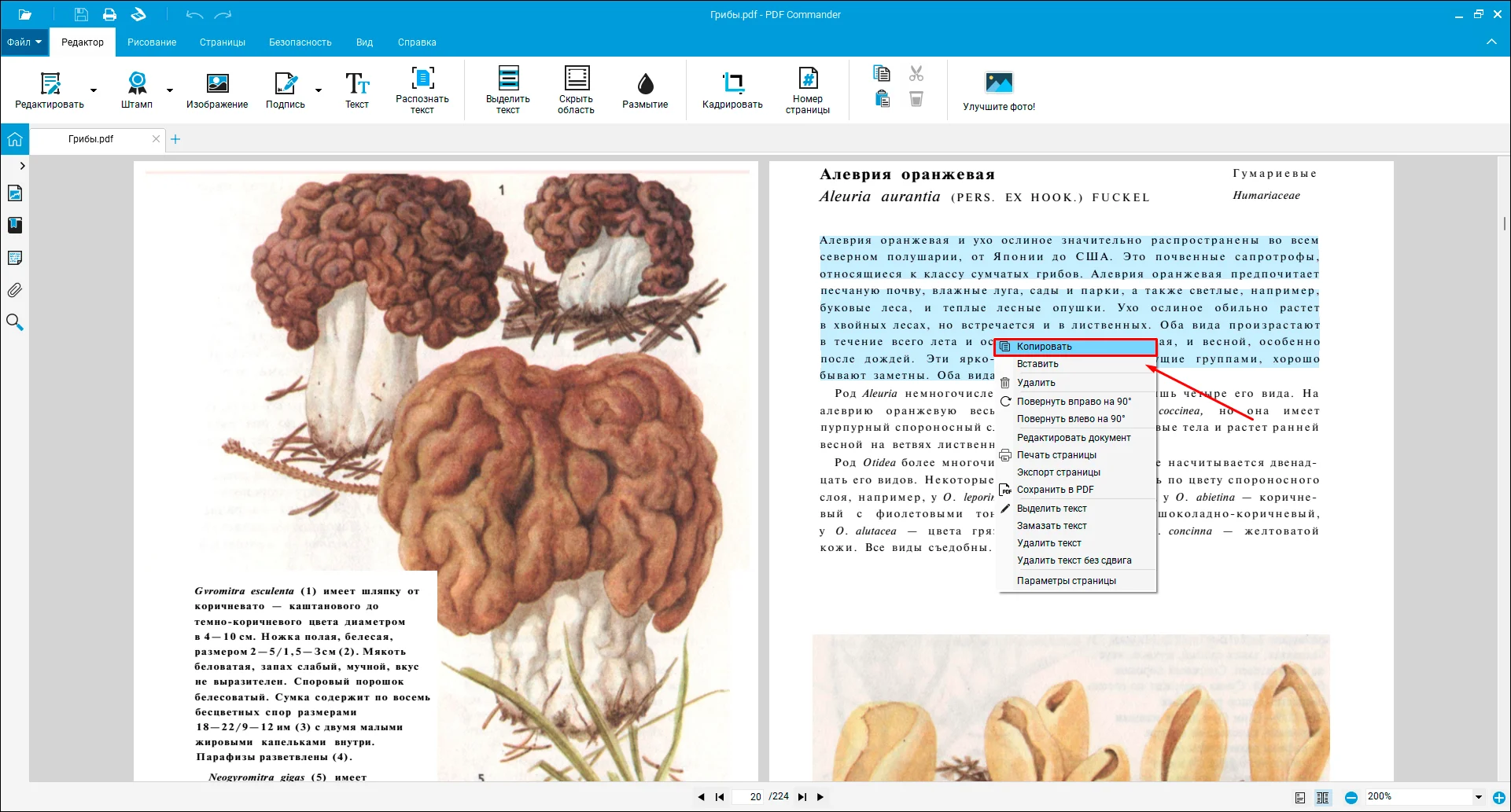 редактирование текста в PDF